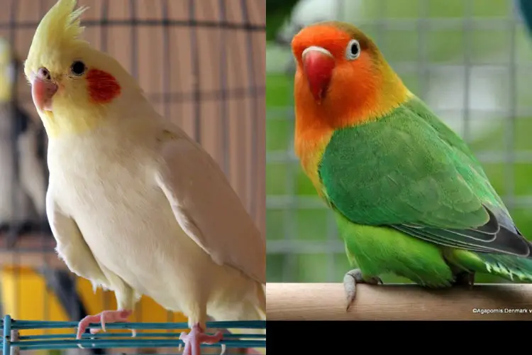 Cockatiel Vs Lovebird