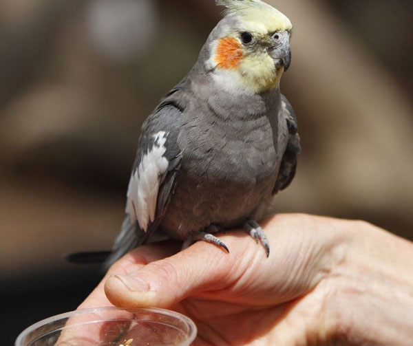 Cockatiel Warm During Extreme Cold Temperatures