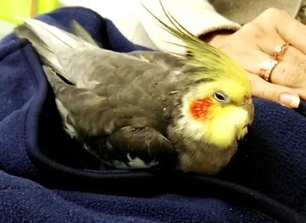 Cockatiel is Sick