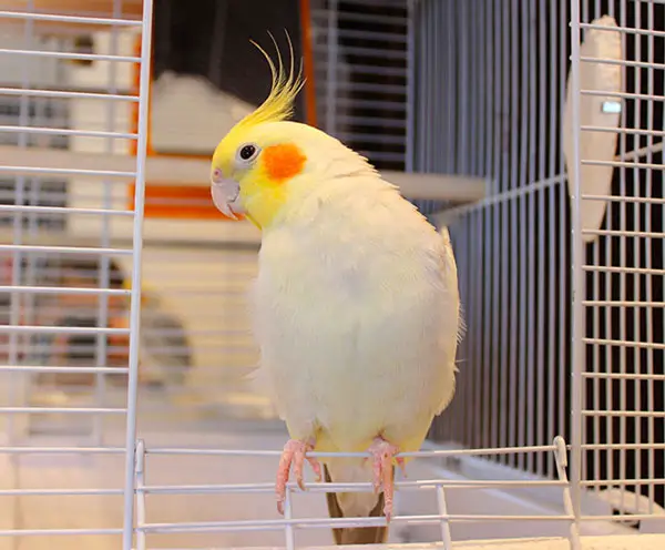 Cockatiel nail