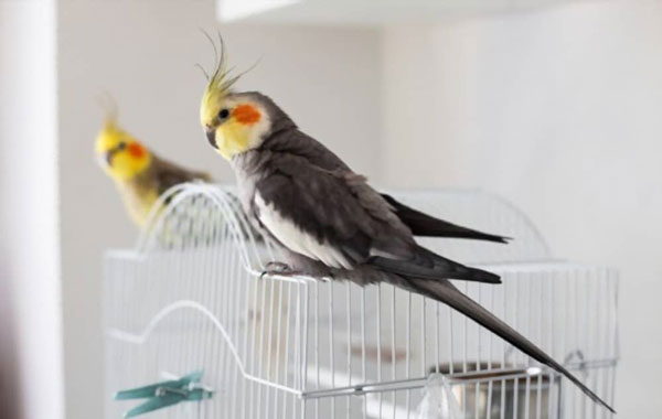 Cockatiels A dirty cage