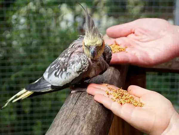 Cockatiels Allergy to food items