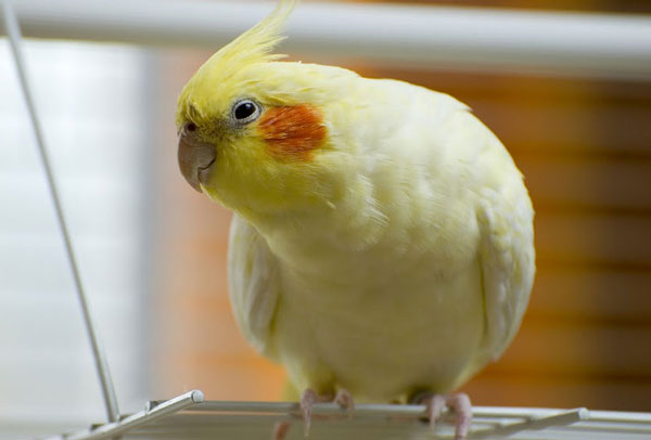 Cockatiels Bacterial Infection