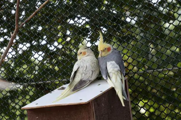 Cockatiel Behavior Differences