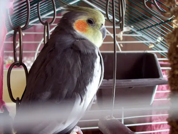 Cockatiels Clean the cage