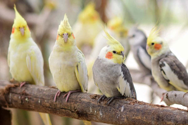 Cockatiel Color Mutation