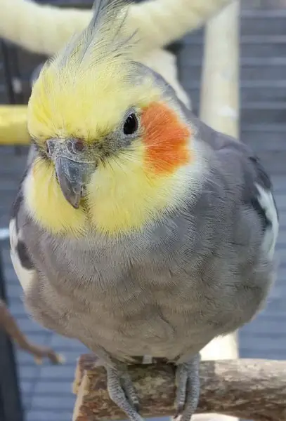 Cockatiels Eat Their Poop