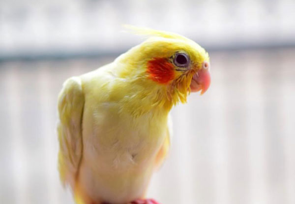 Cockatiels Excessive Stress