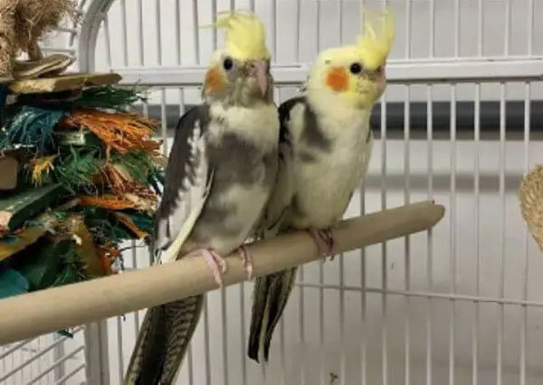 Cockatiels Extreme temperature change