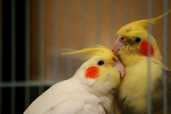 Cockatiels Fighting Each Other