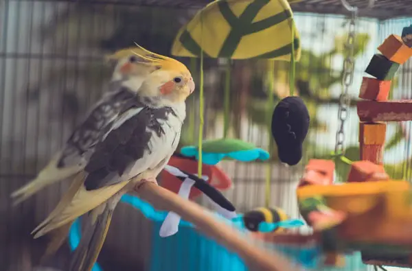 Cockatiels Get Cold Using air humidifier