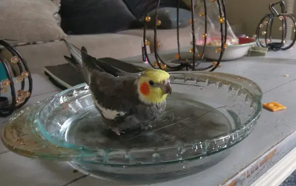 Cockatiels Importance of Bathing