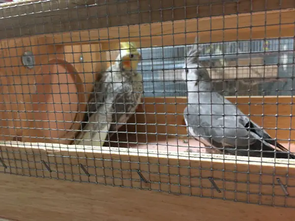 Cockatiels Introduction of a new cagemate