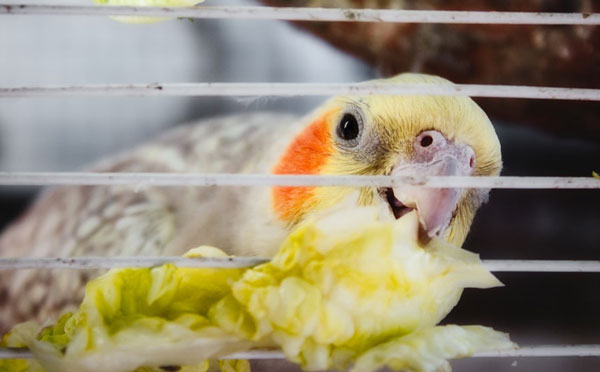 Cockatiels Low-quality diet