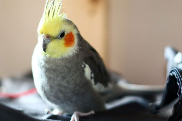 Cockatiels Molting