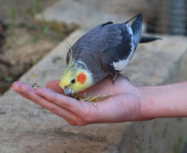 Cockatiels Regurgitating