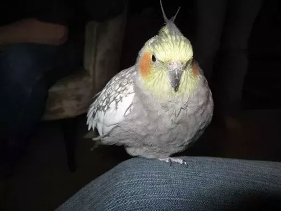 Cockatiels Sleeping on one leg