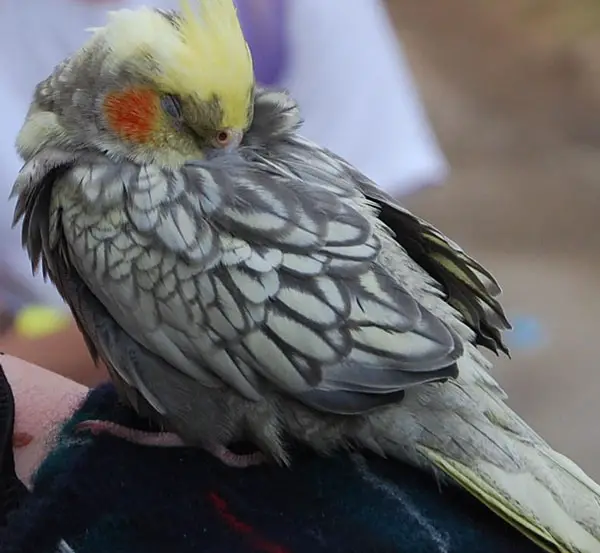 Cockatiels Sleeping on two legs