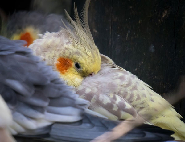Cockatiels Sleeping with eyes closed or with one eye open