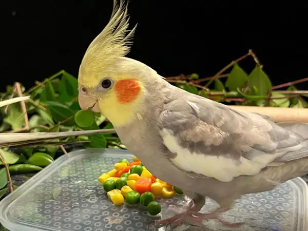 Cockatiels Sudden diet change