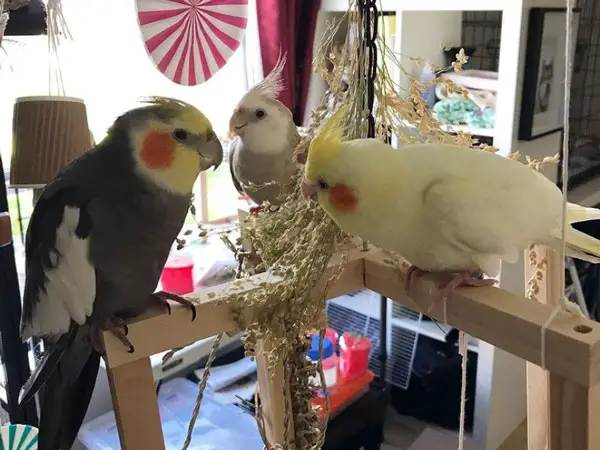 Cockatiels Unclean Cage