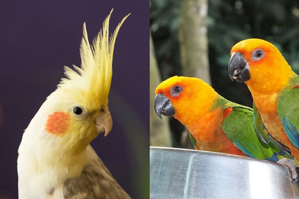 Cockatiels vs Parrots