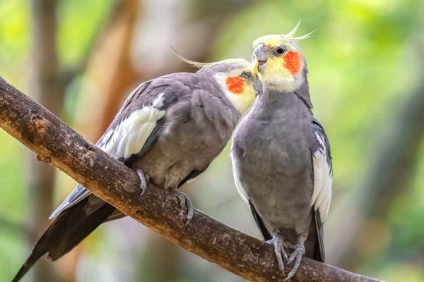 Cockatiels