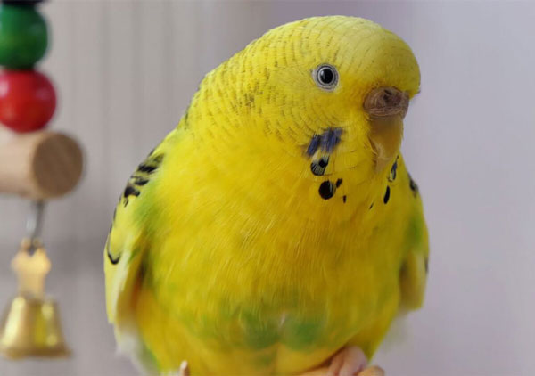 Cold Symptoms of Cockatiel and Budgie