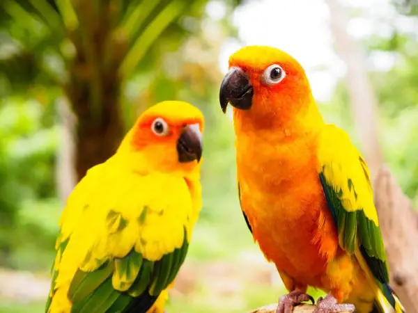 Conures