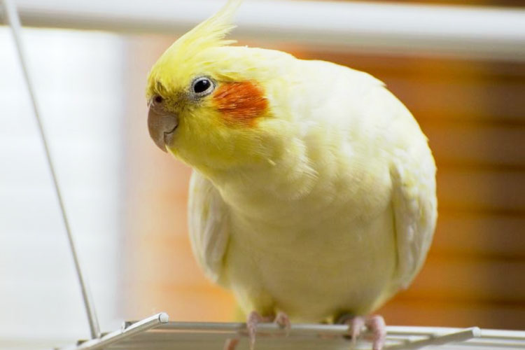 Depressed and Sad Cockatiel