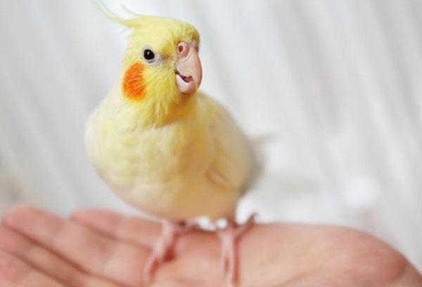 Do Cockatiel Shake Head When Happy