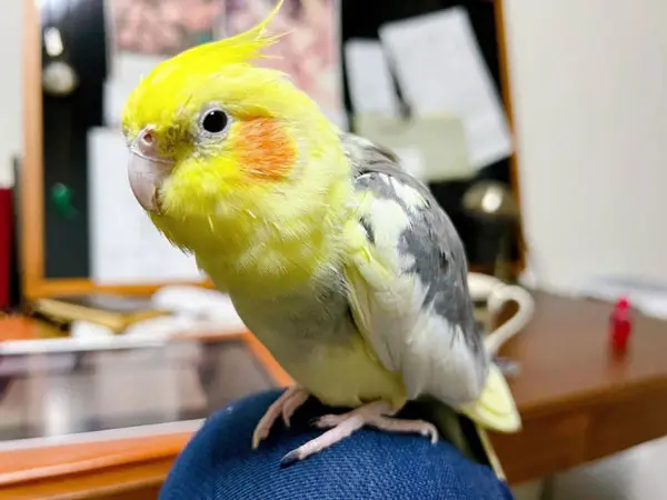 Do Cockatiels Mimic