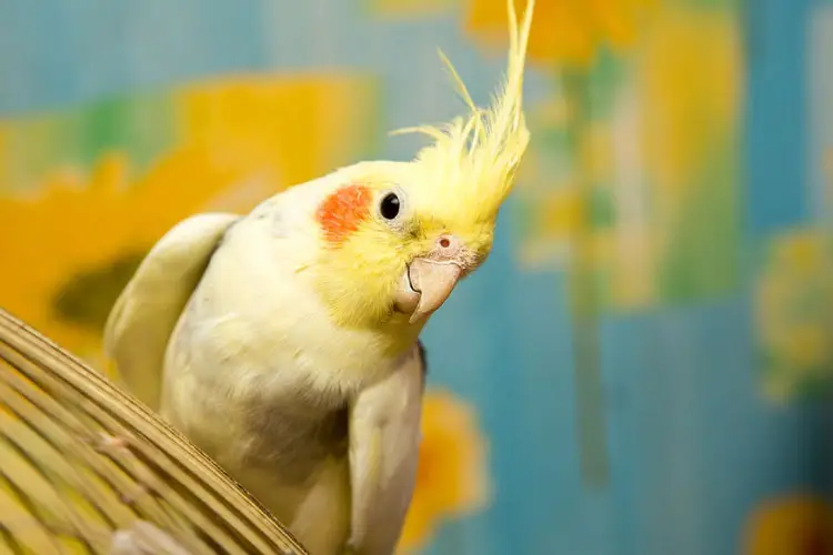 Do Cockatiels Talk