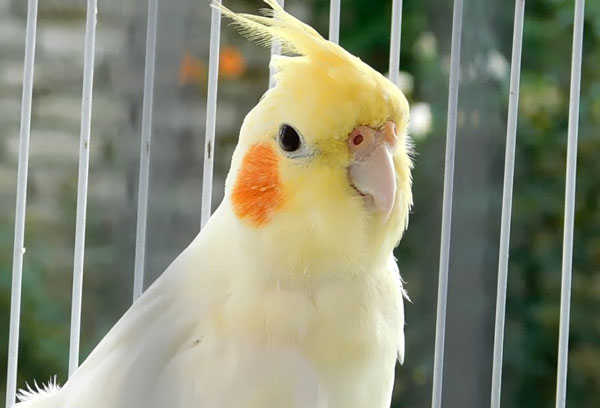 Do Cockatiels Talk