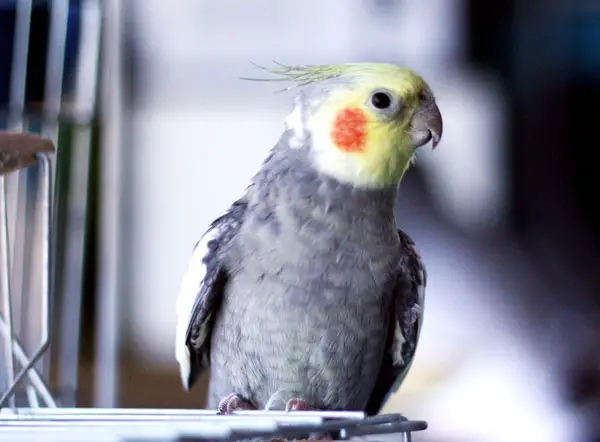 Do Cockatiels Understand What They Say
