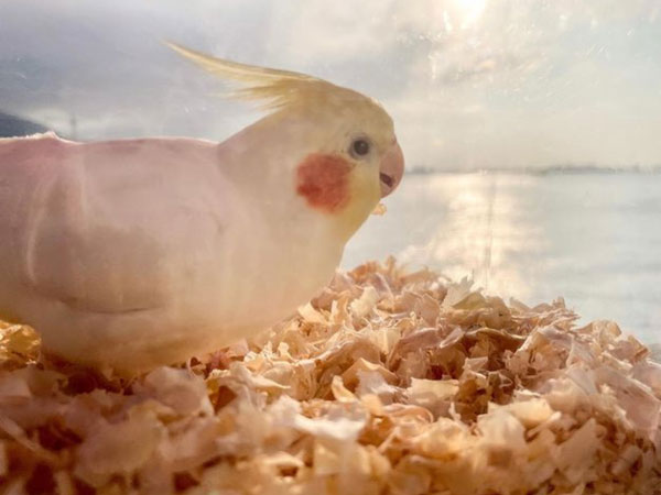 Does High Temperature Affect Your Cockatiel Too