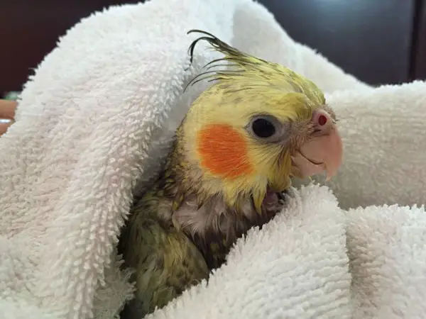 Dry them with a towel gently
