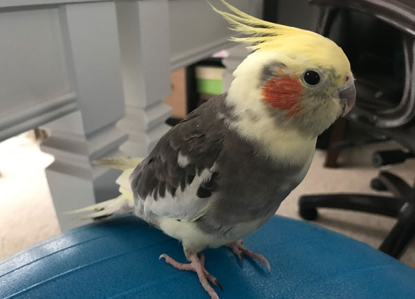 Essential Nutrients for Healthy Growth of Cockatiel Feathers 