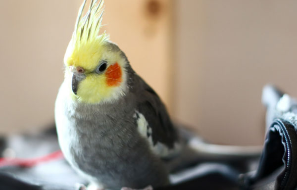 Examine the Cockatiel Poop to Determine Health Condition