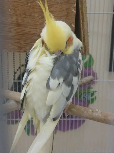 How Can I Tell If My Cockatiel Is Too Cold