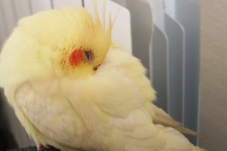 How Do Healthy Cockatiels Sleep
