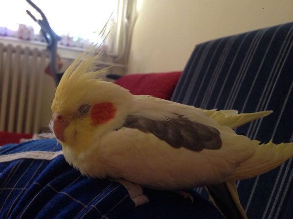 How Do Healthy Cockatiels Sleep