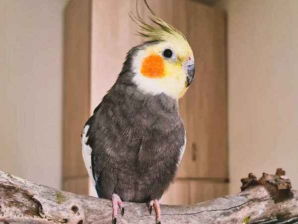 How Do I Stop My Cockatiels From Destructive Beak Tapping
