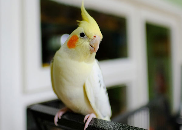 How Do I Teach My Cockatiel to Talk