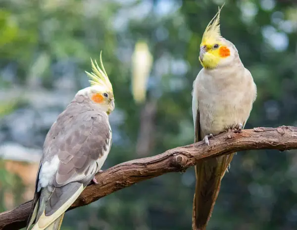 How Do You Tell Whether Cockatiels Are Fighting Or Playing