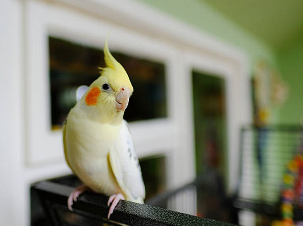 How Do You Treat Cockatiel Coughs