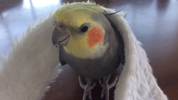 How Do You Treat a Vomiting or A Regurgitating Cockatiel