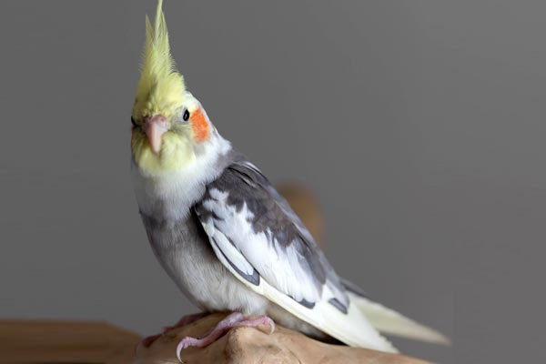 How Frequently Should a Cockatiel Poop