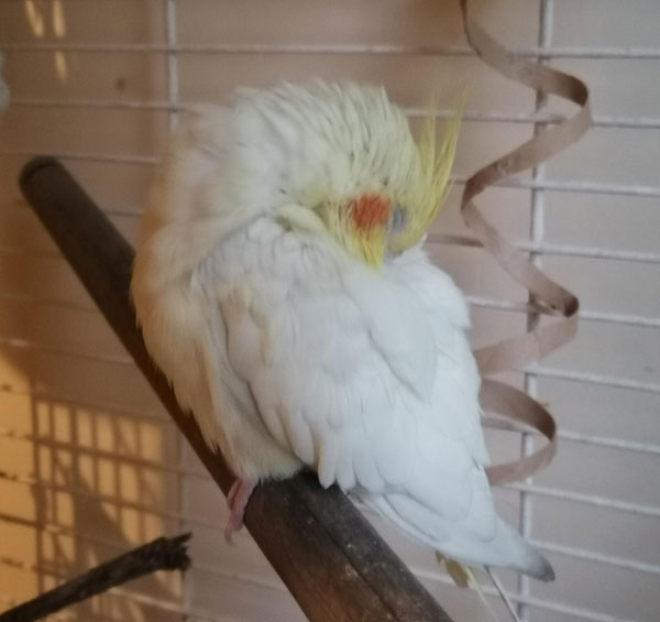 How Long Do Healthy Cockatiels Sleep