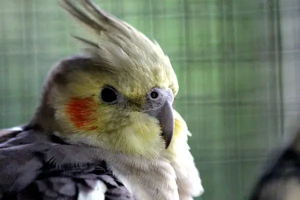 How Long Does A Cockatiel Molt Last